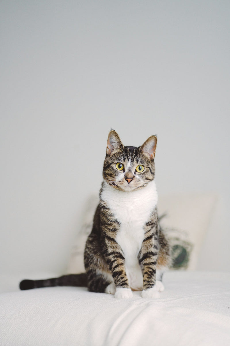 Cats