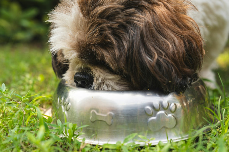 Feeding Essentials
