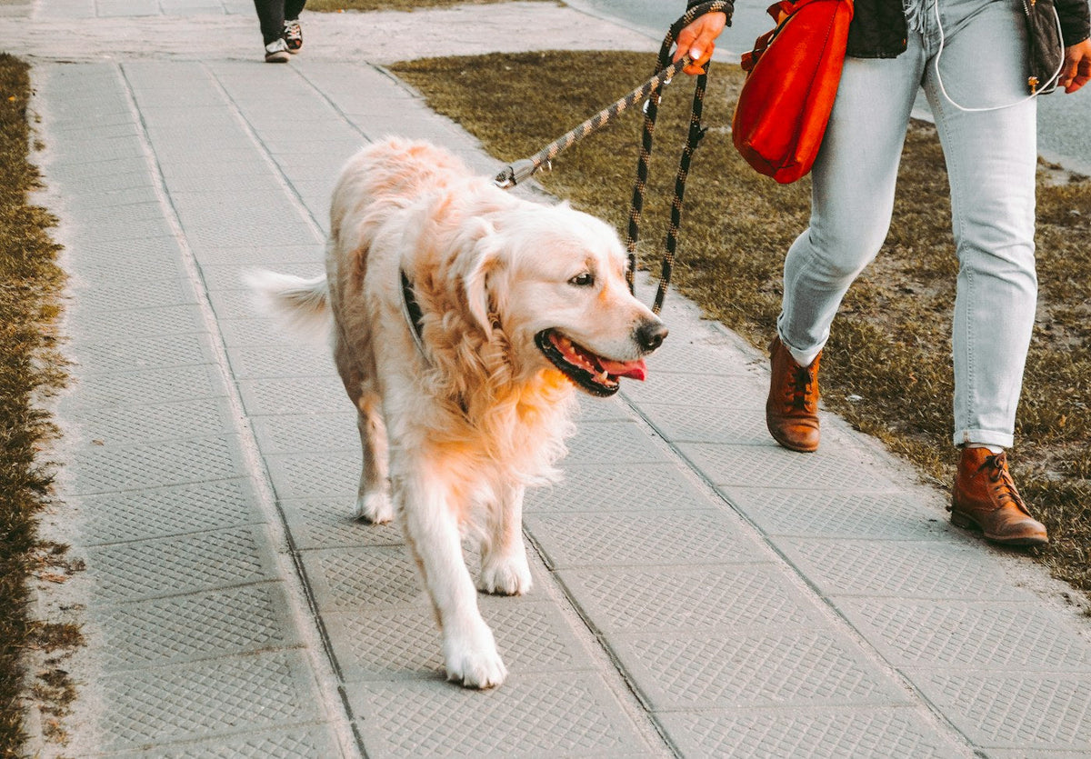Walking & Travel