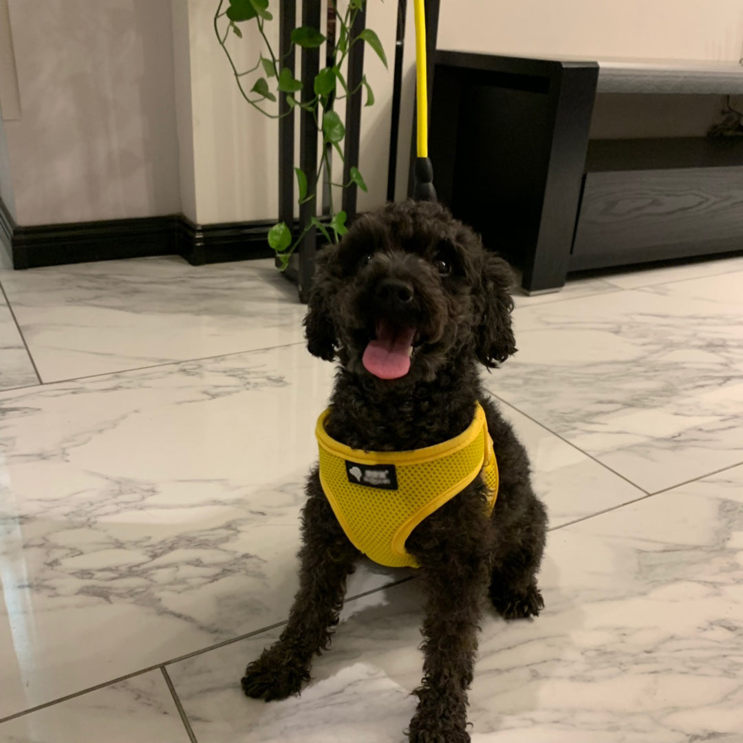 Mesh Dog Harness and Leash Set