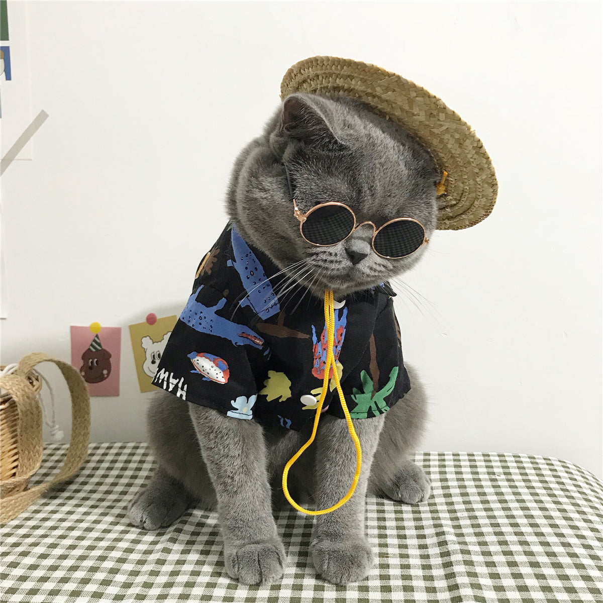 Summer Cat Shirt with Accessory Set