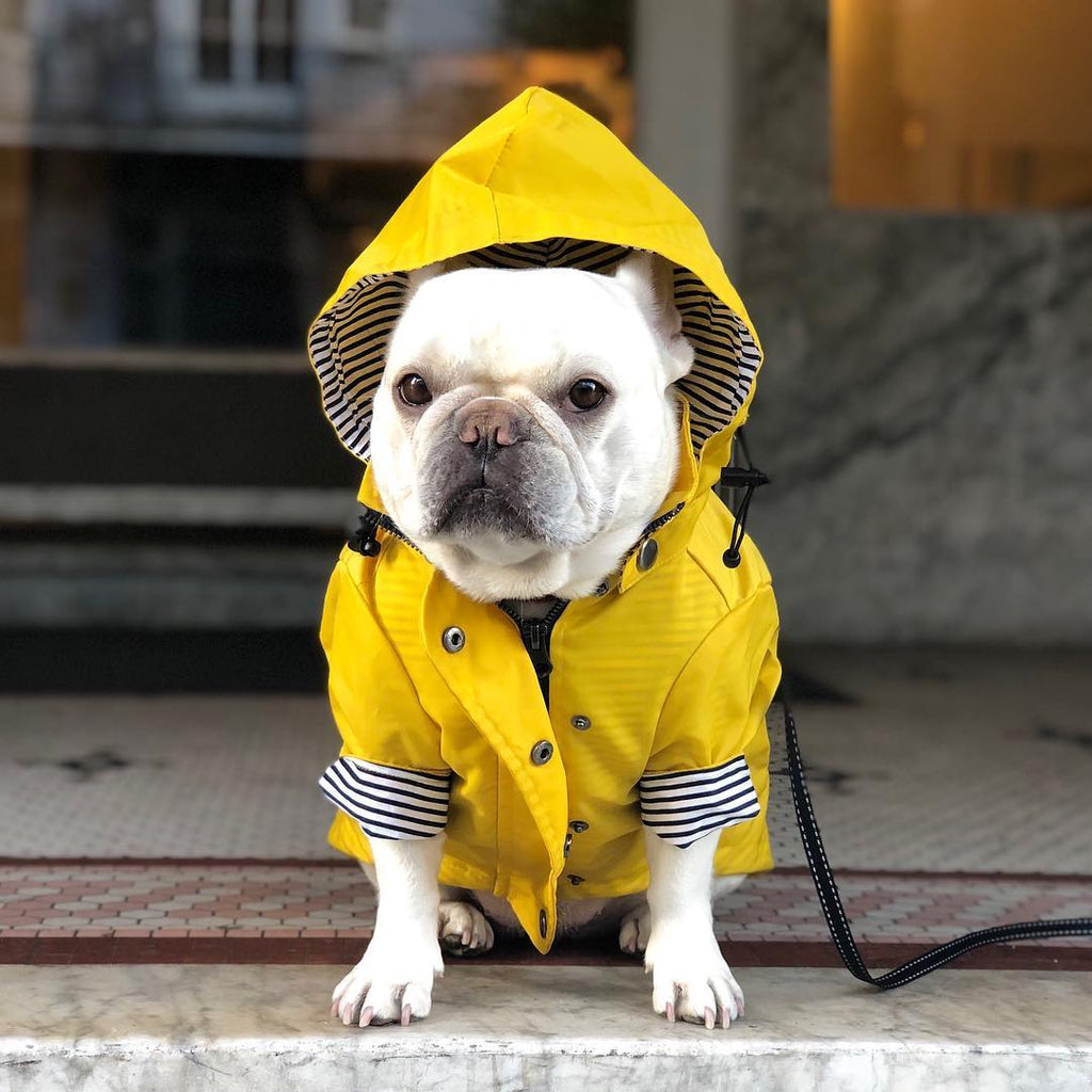 Classic Yellow Dog Raincoat