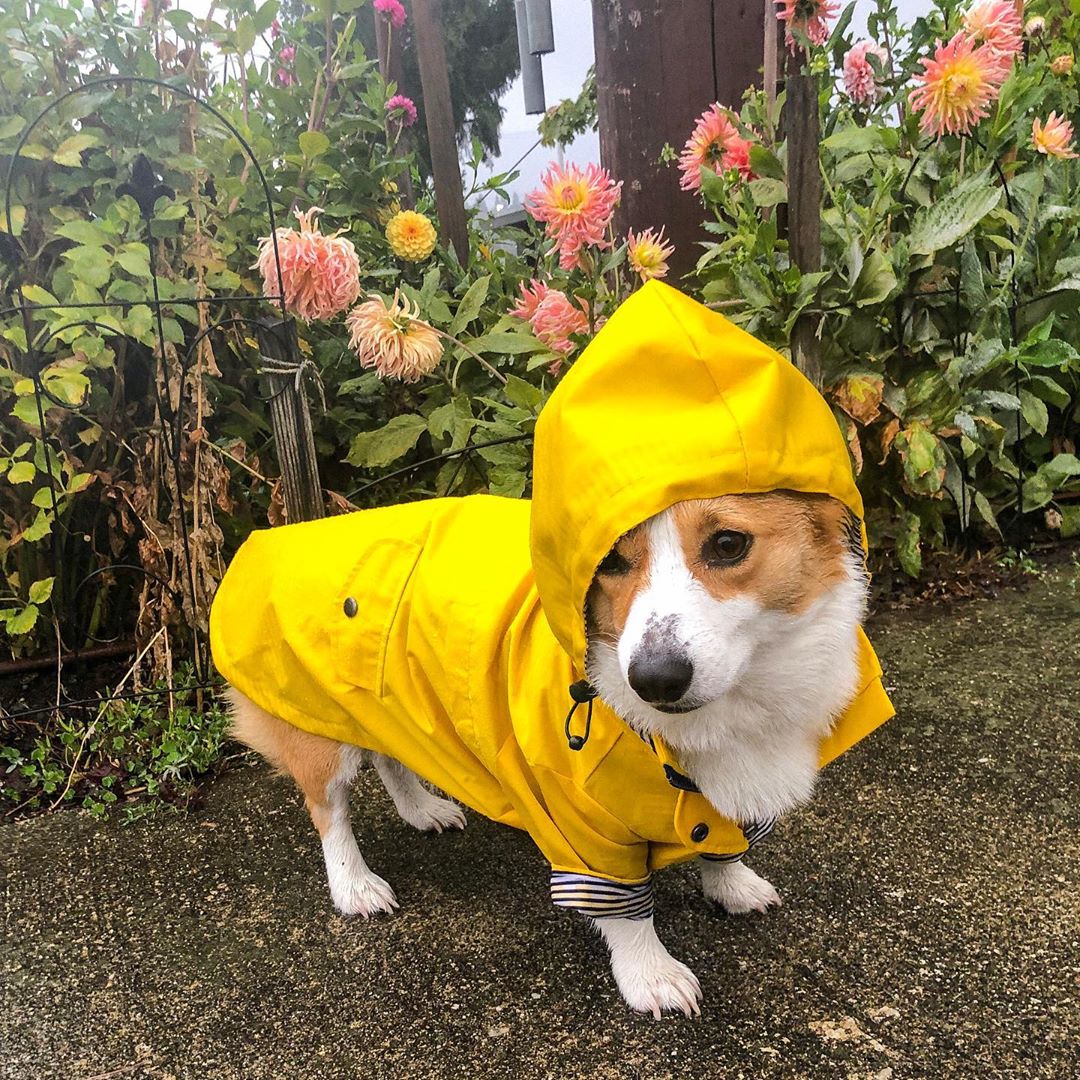 Classic Yellow Dog Raincoat