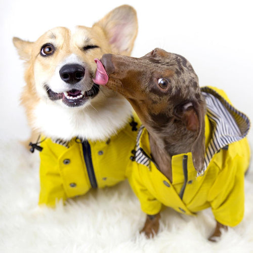 Classic Yellow Dog Raincoat