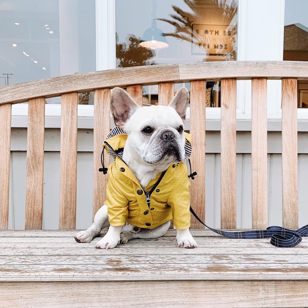 Classic Yellow Dog Raincoat