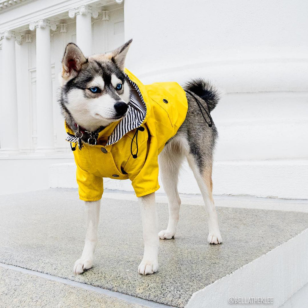 Classic Yellow Dog Raincoat