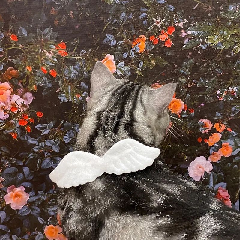Angel Wing Pet Collar