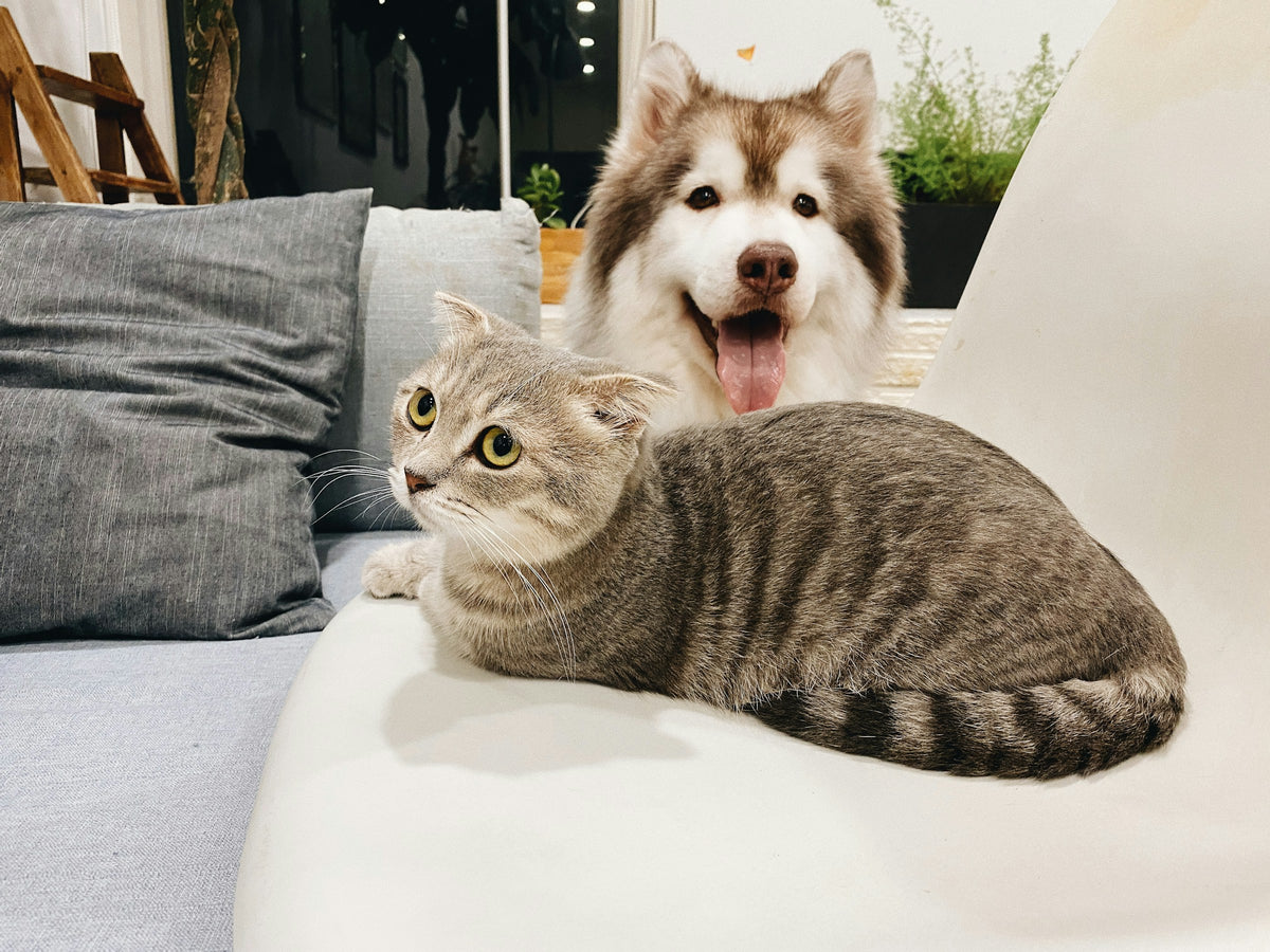 A happy husky and a tabby cat relaxing together on a sofa at home