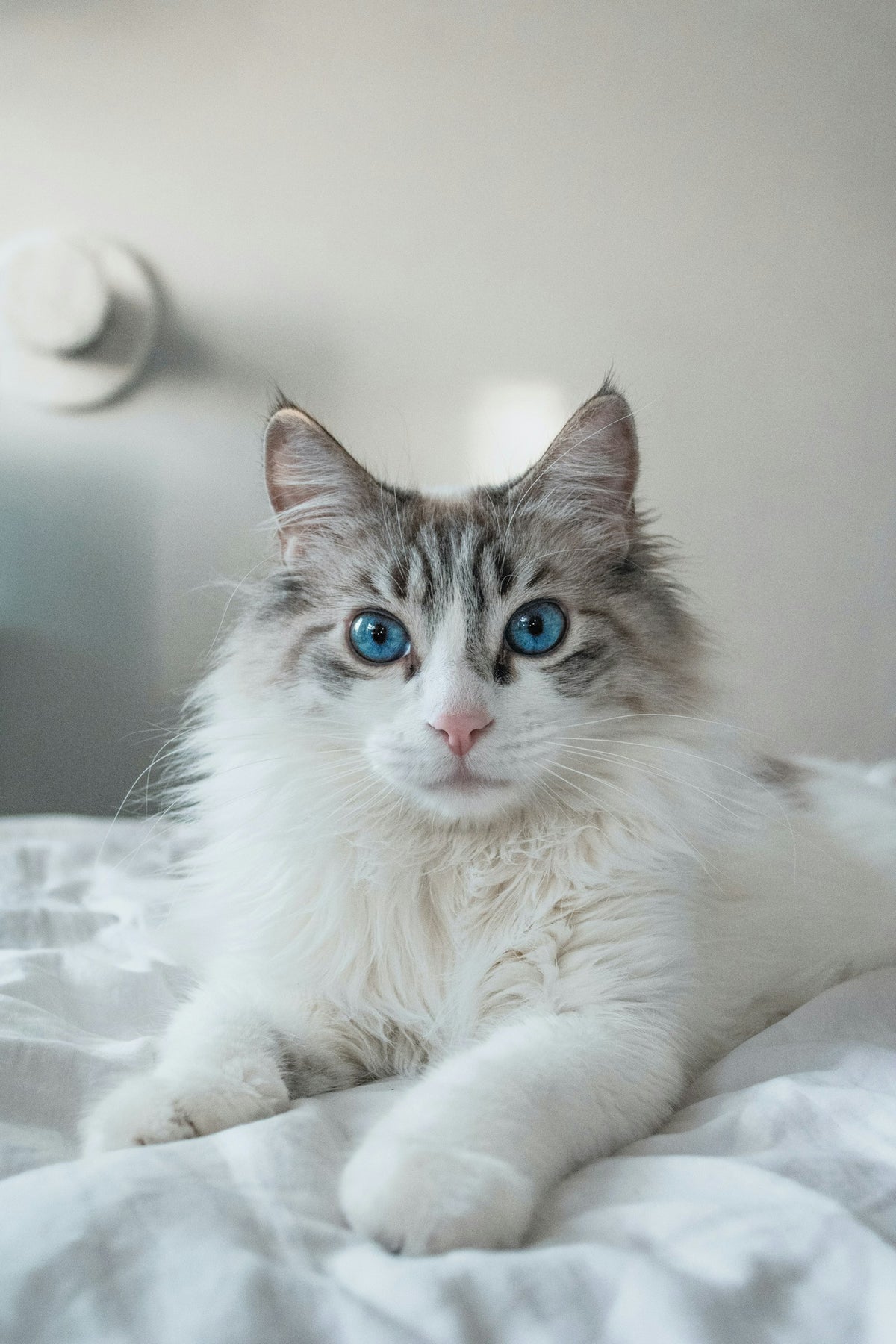 A fluffy grey and white cat with blue eyes resting on a bed