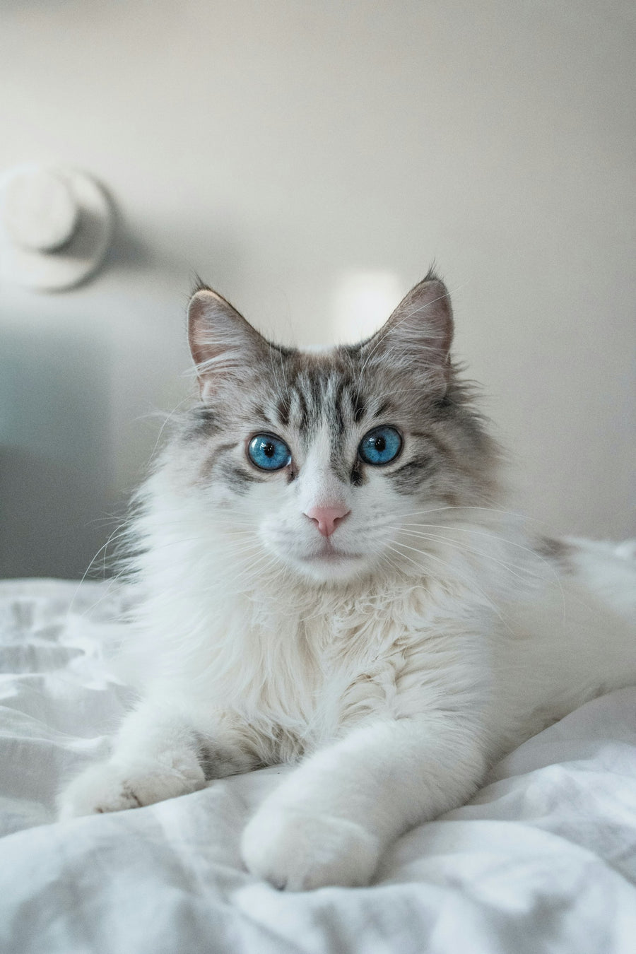 A fluffy grey and white cat with blue eyes resting on a bed