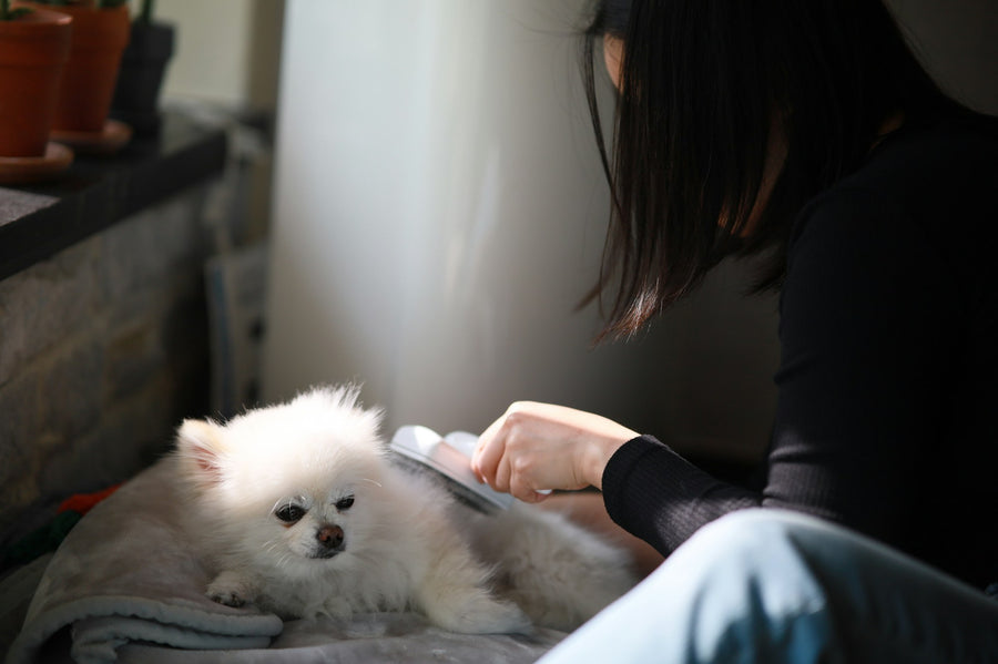 A woman gently brushing a small white Pomeranian