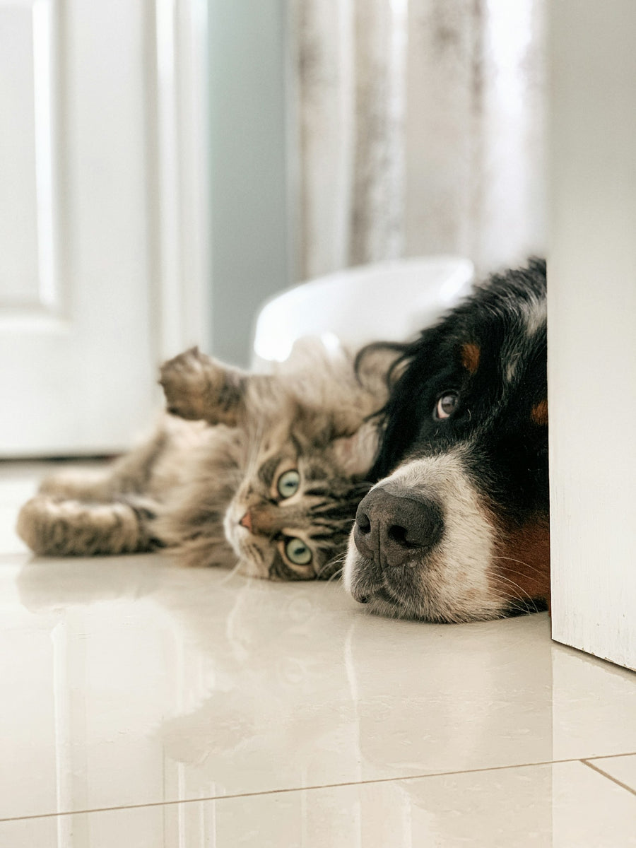 A tabby cat and a Bernese mountain dog lying side by side on the floor